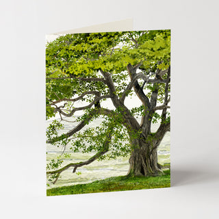 English Oak - Just Because Card