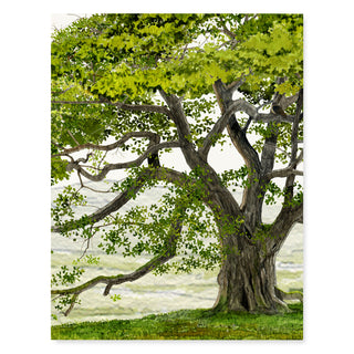 English Oak - Just Because Card