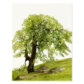 Oak Hill - Just Because Card