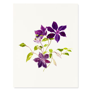 Clematis Vine - Flower Garden Card