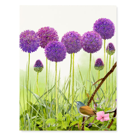 Purple Allium