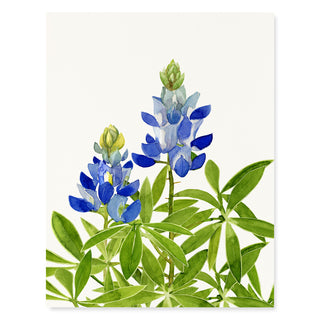Bluebonnet - Flower Garden Card
