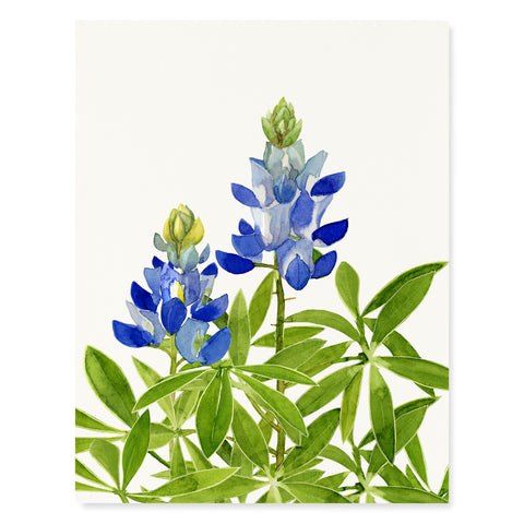 Bluebonnet