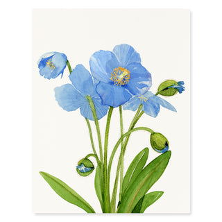 Blue Poppies - Flower Garden Card