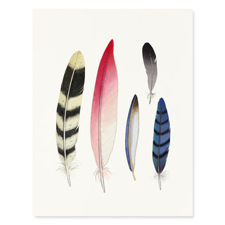 Feather Collection - Just Because Card