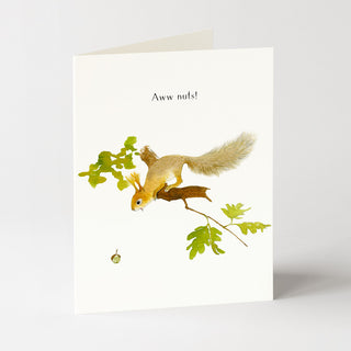 Aww Nuts - Apology Card