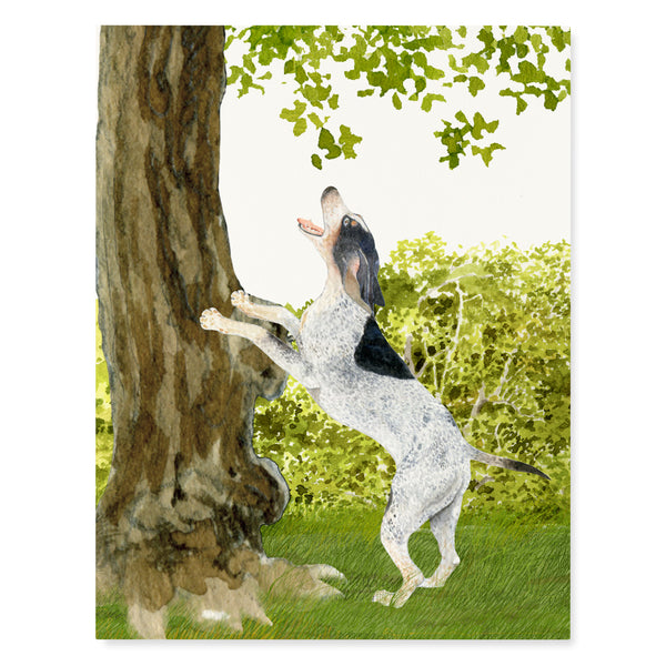Coonhound