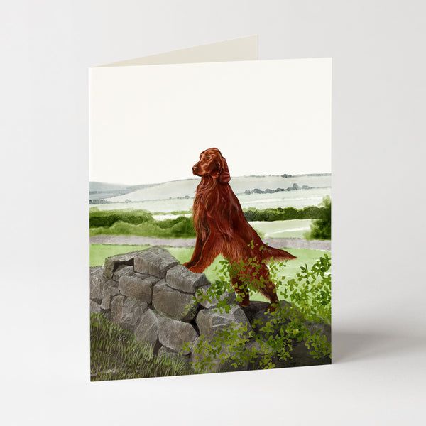 Irish Setter