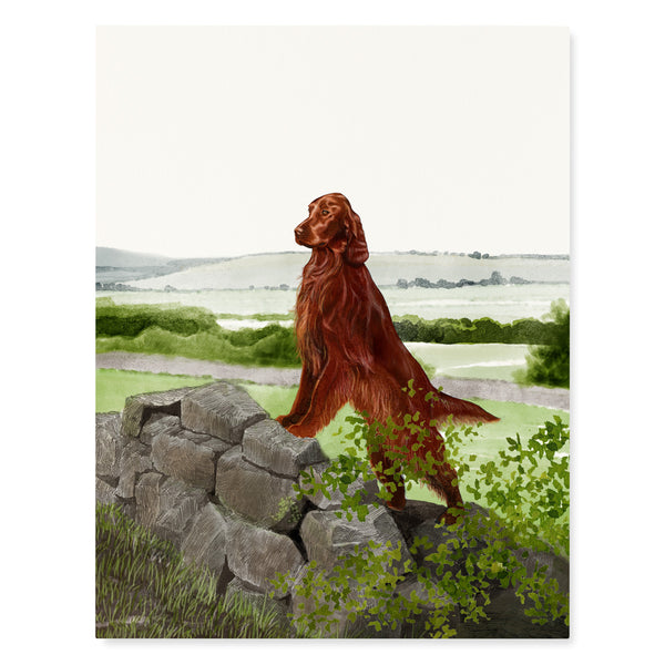 Irish Setter