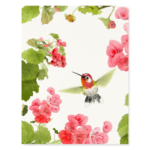 Anna's Hummingbird