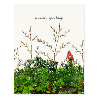 Cardinal and Evergreen - Holiday Card