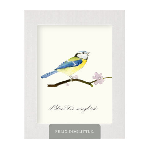 Blue Tit Songbird