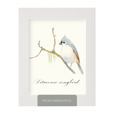 Titmouse Songbird
