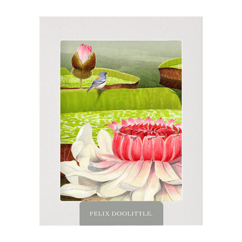 Victoria Water Lilies - Felix Doolittle x Longwood Gardens