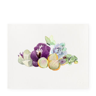 Echeveria - Art Print