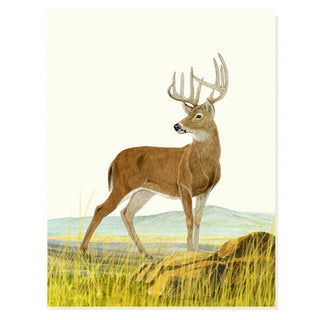 Stag - Occasion Card