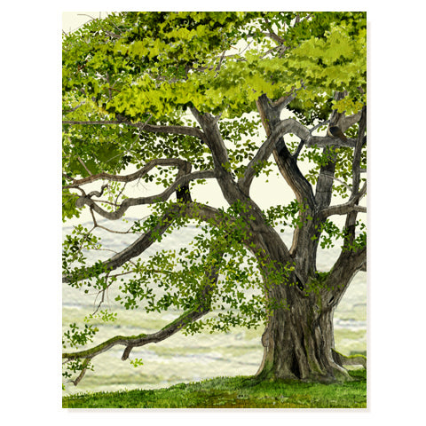 English Oak - Occasion Card