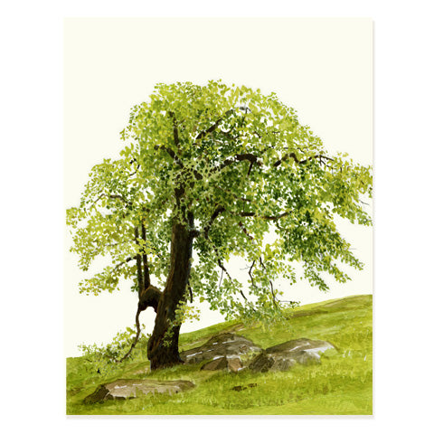 Oak Hill - Occasion Card