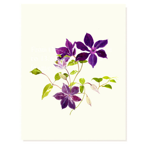 Clematis Vine - Occasion Card