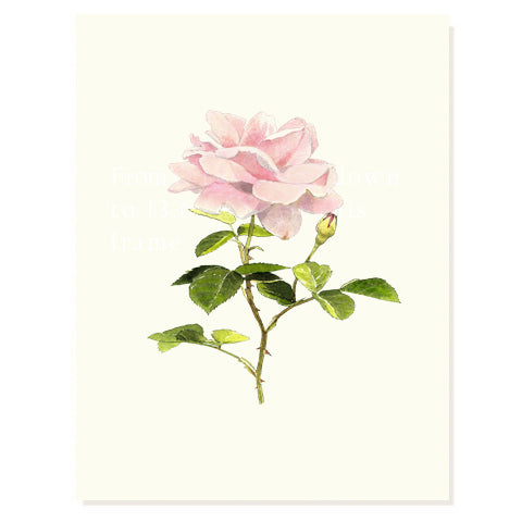 Cottage Rose - Occasion Card