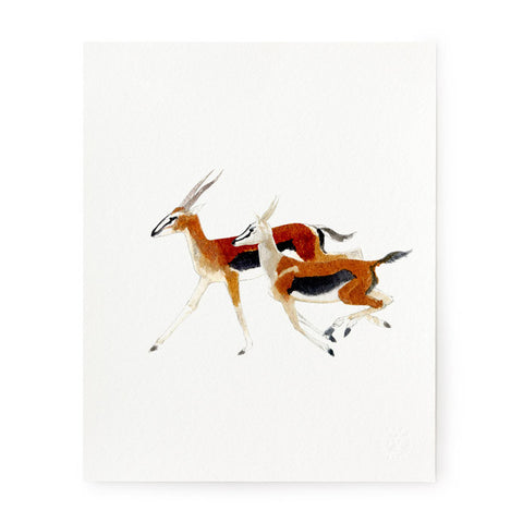 Gazelles - Art Print