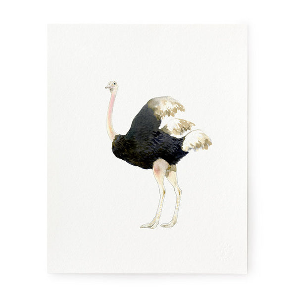 Ostrich - Art Print