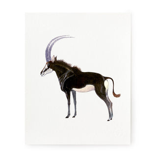 Sable Antelope - Art Print