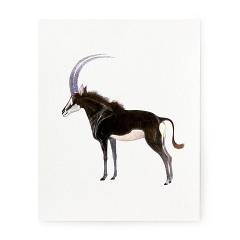Sable Antelope - Art Print