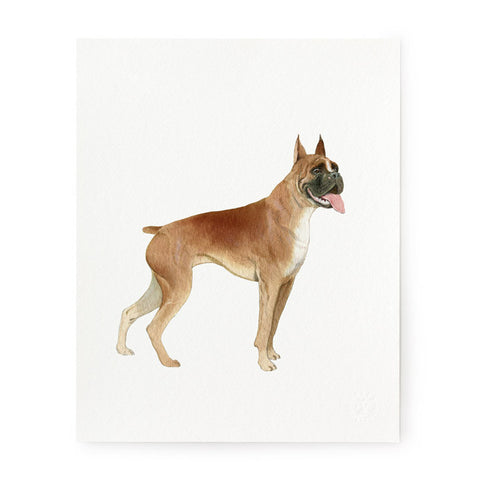 Boxer Bulldog - Art Prints