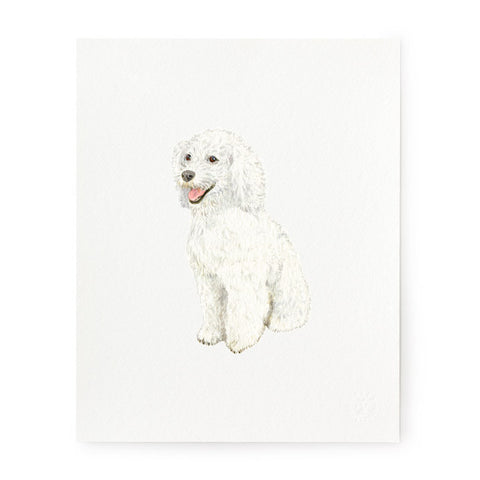Poodle - Art Prints