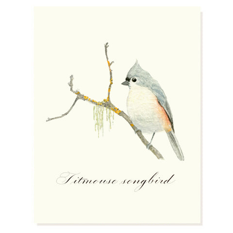 Titmouse Songbird - Occasion Card