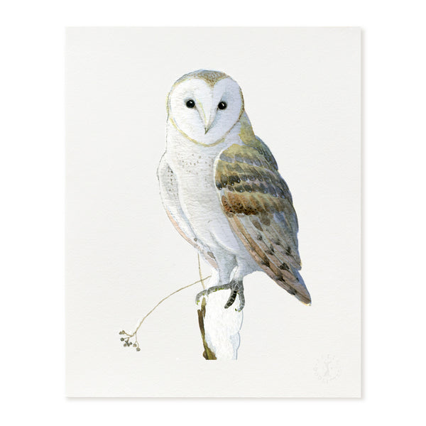 Winter Barn Owl