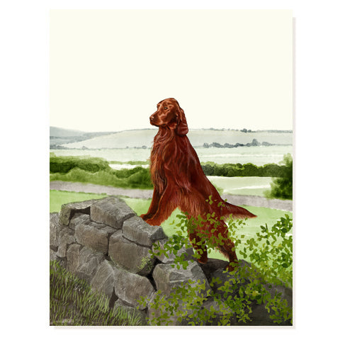 Irish Setter