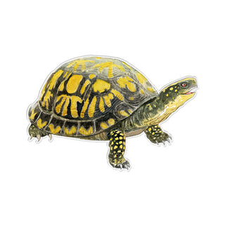 Box Turtle - Vinyl Sticker