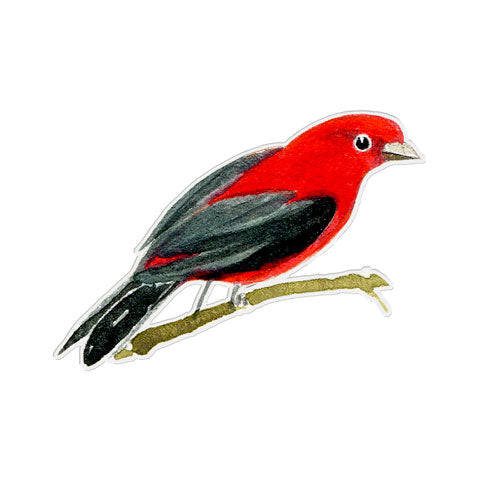 Scarlet Tanager